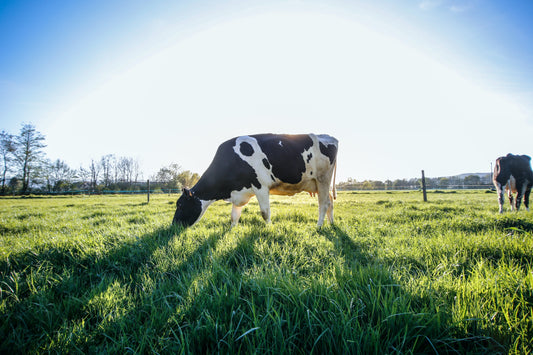 100% organic meat. 100% delicious
