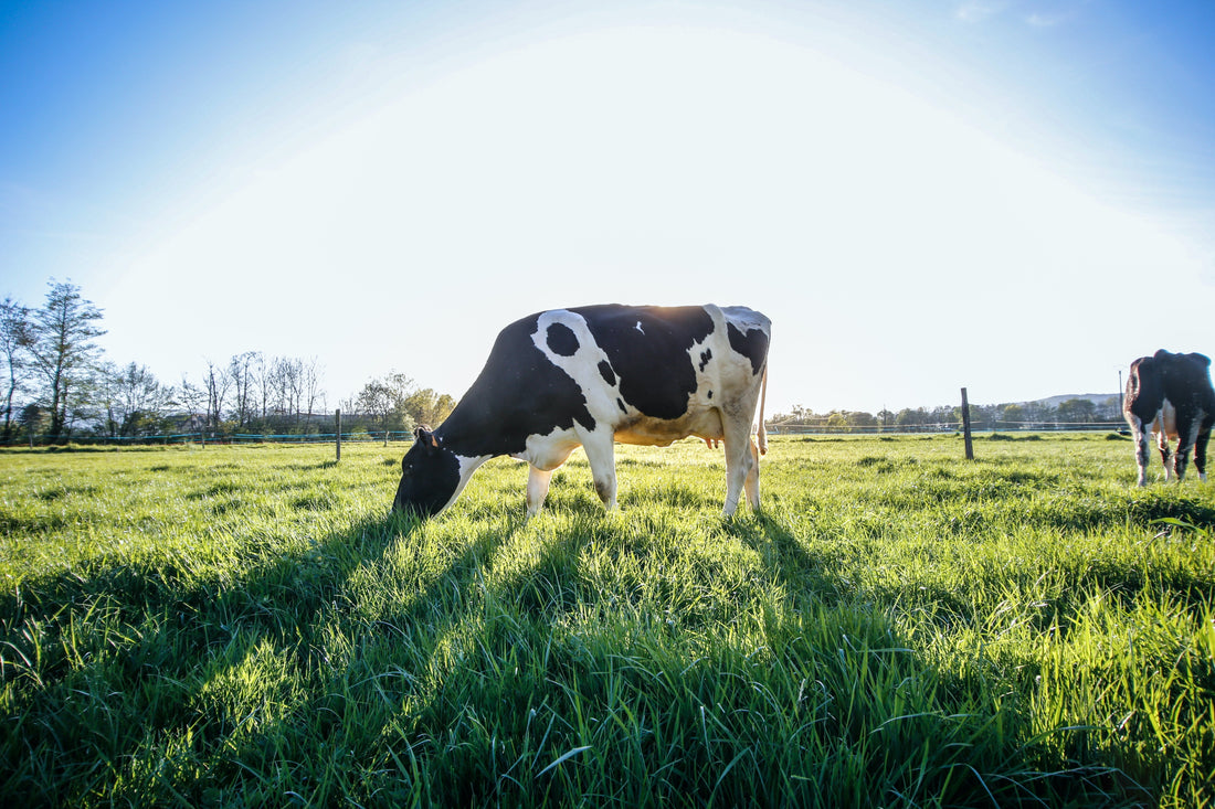 100% organic meat. 100% delicious - Wilding Foods